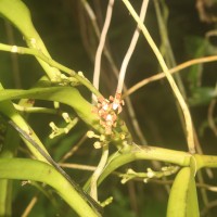 Acampe ochracea (Lindl.) Hochr.
